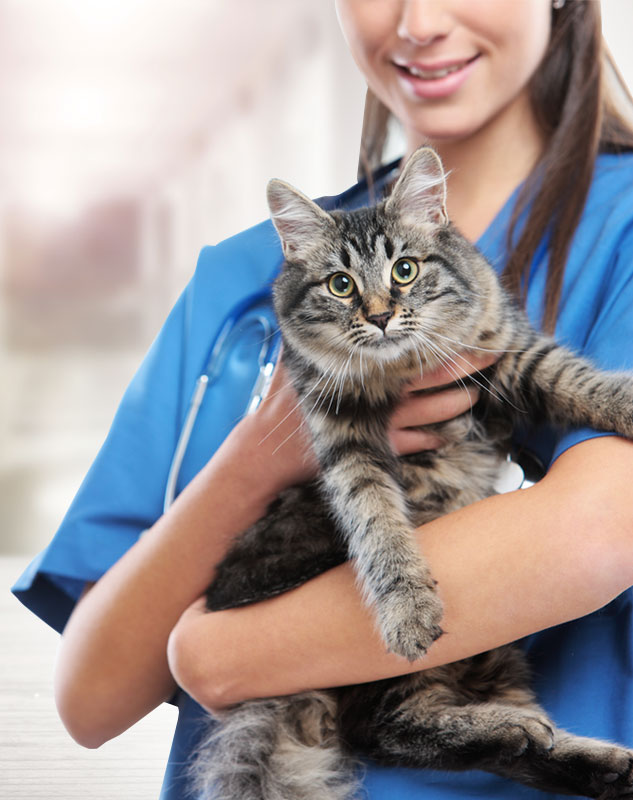 Services | Veterinarian in Rancho Cucamonga, CA | Victoria Animal Hospital